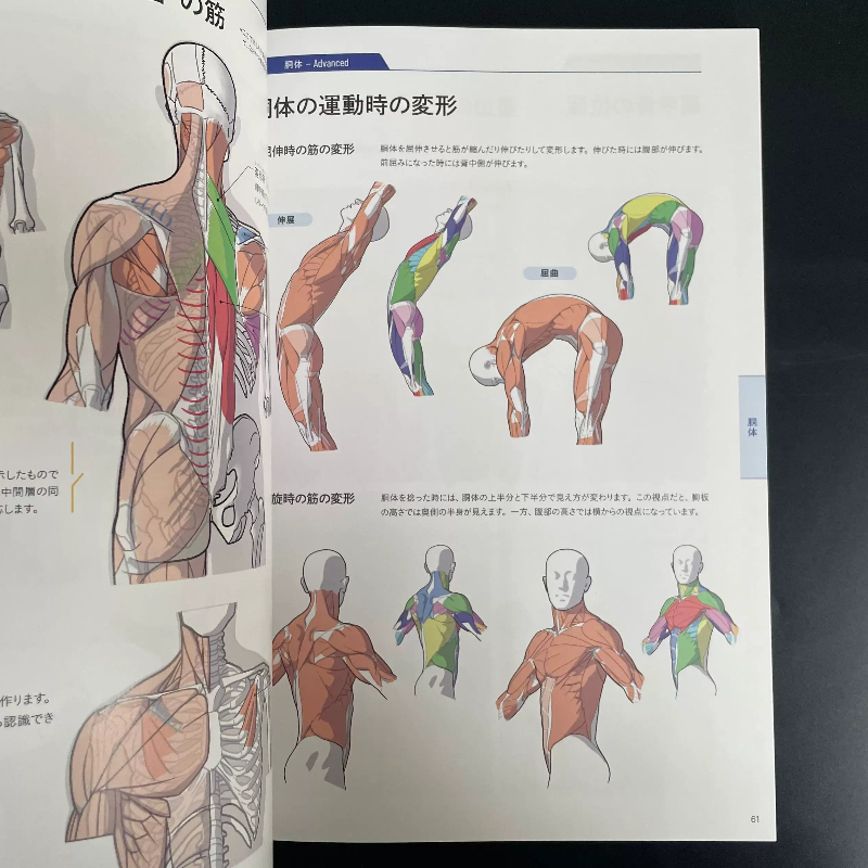 Livro Básico de Anatomia Artís - Photography Book avaliação e preço